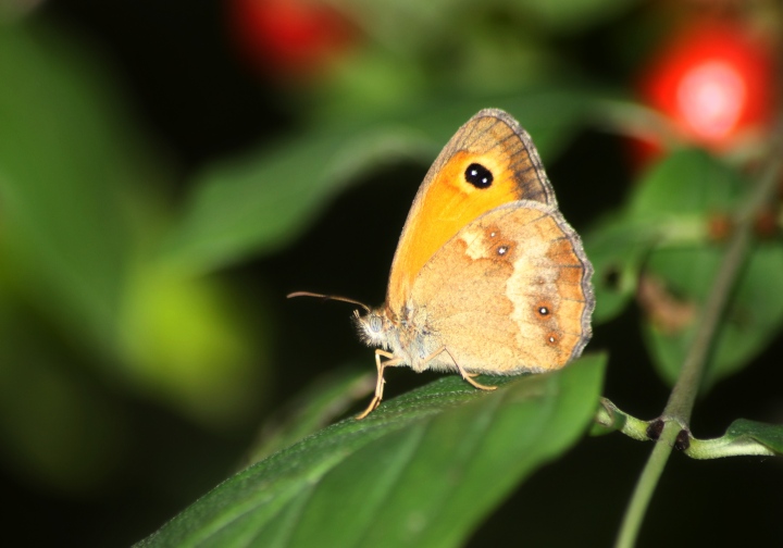 Conferma ID Pyronia Tytonus